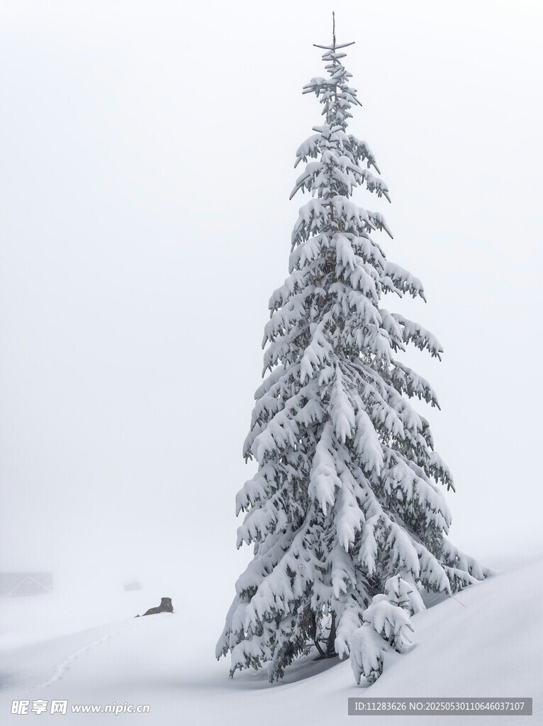 雪覆松树美景
