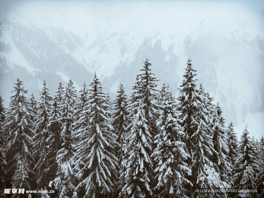 雪覆松林与远山美景