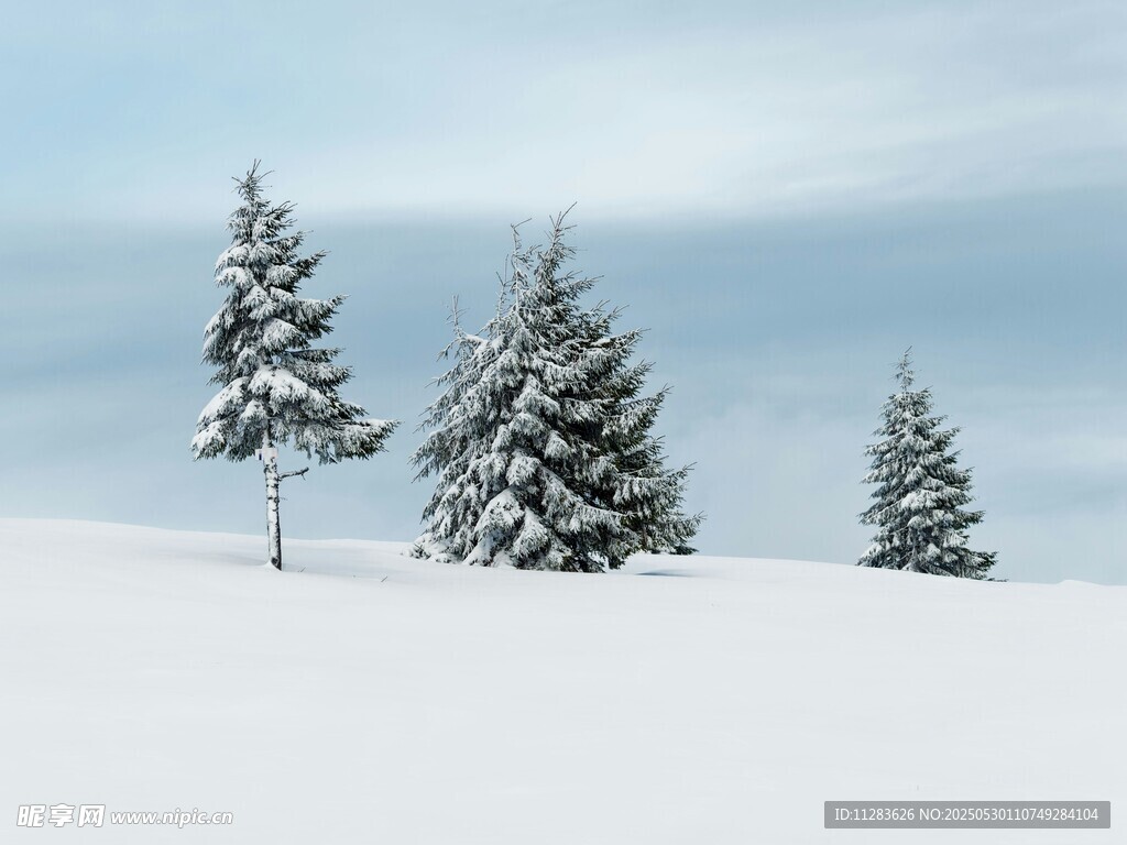 雪覆松树的冬日美景