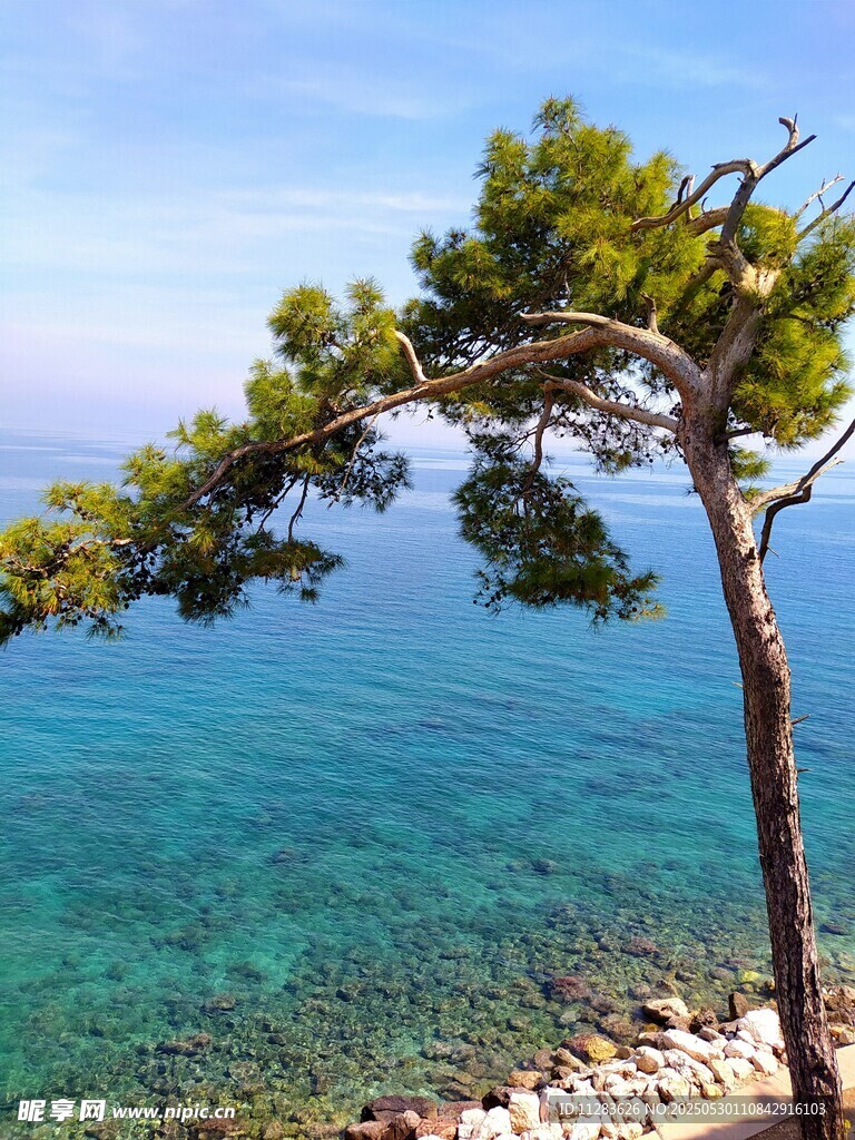 海边孤松与碧蓝海水