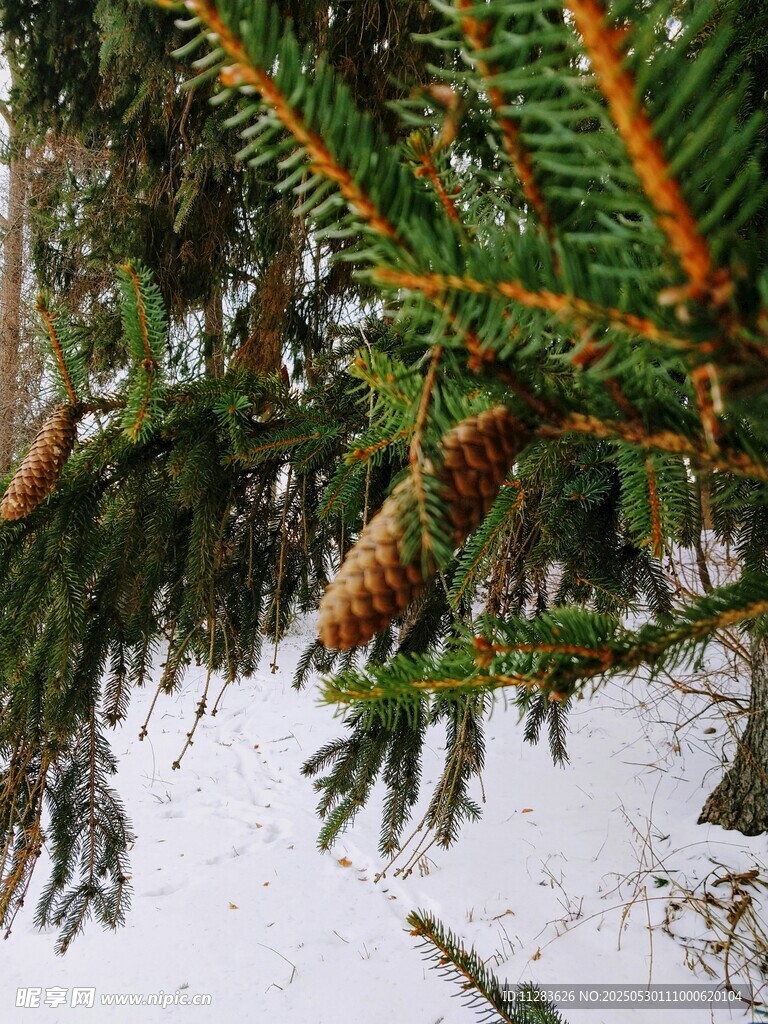 雪覆松枝与松果