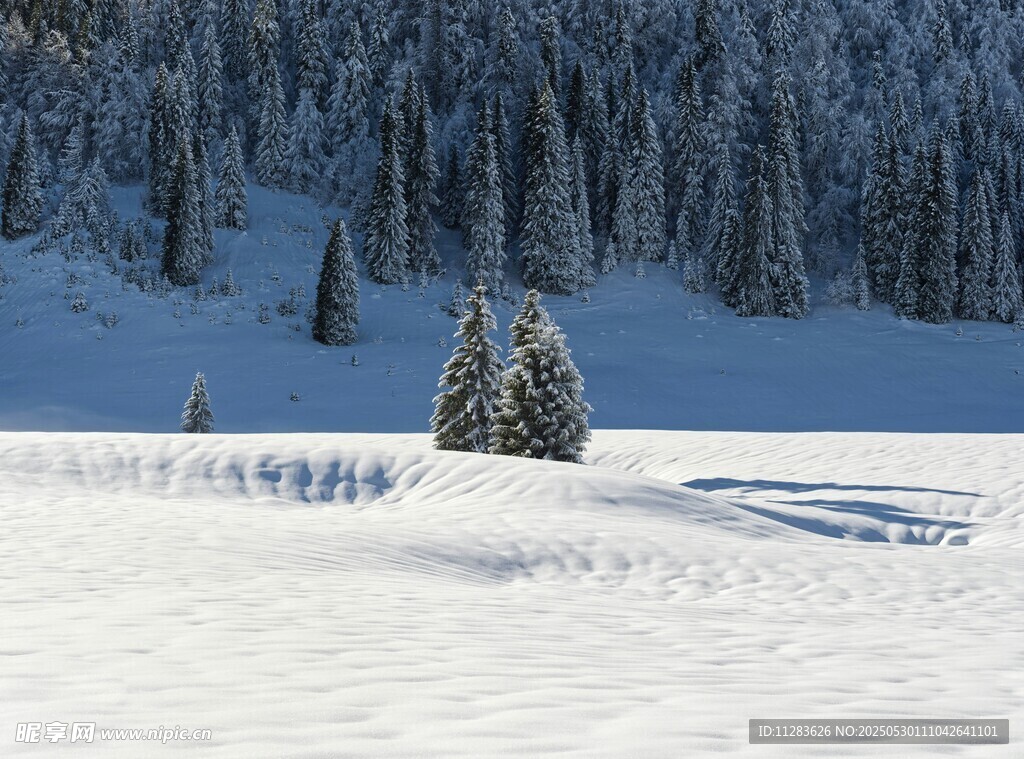 冬日雪景中的静谧山林