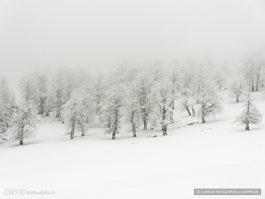 雪覆山林的静谧冬日景象