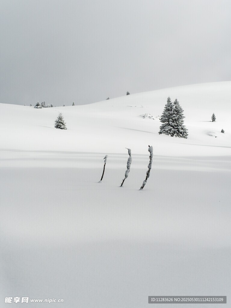 冬日雪景中的孤立树木