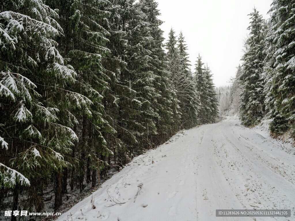 雪覆林间路