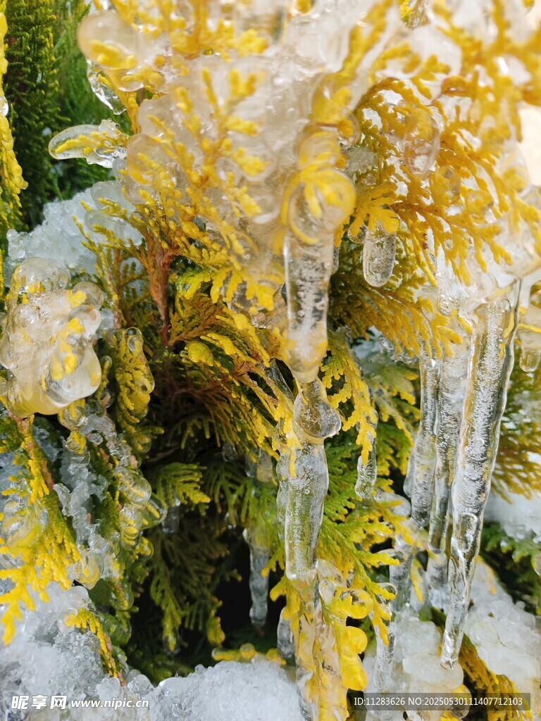 冰雪覆盖的金黄植物景观