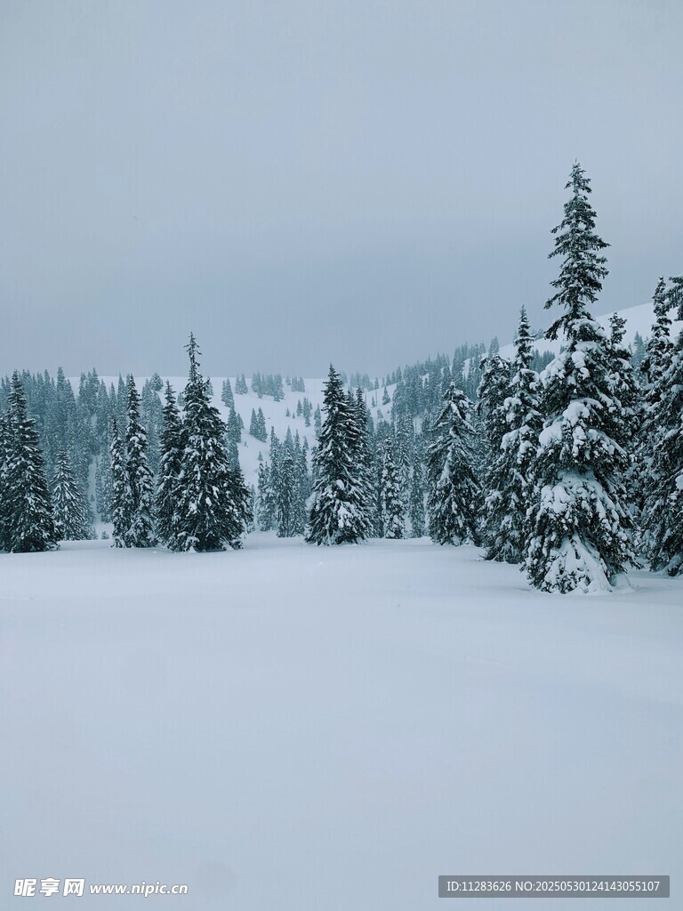 冬日雪景中的静谧松林