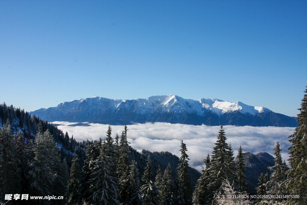 雪山云海间的森林美景