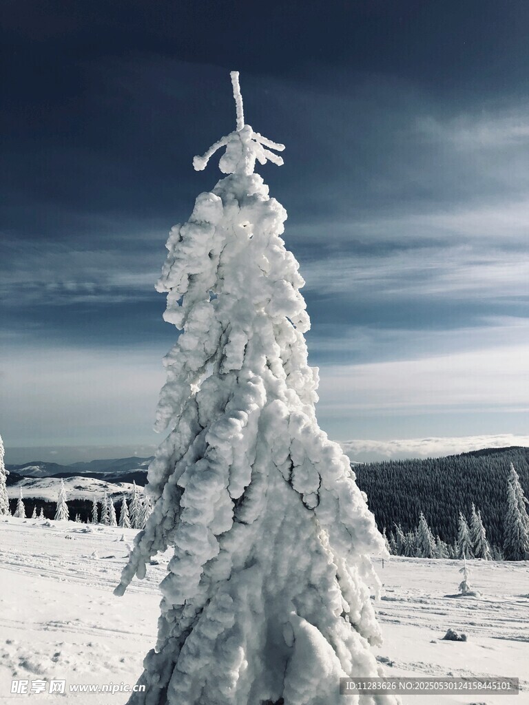 雪覆圣诞树美景