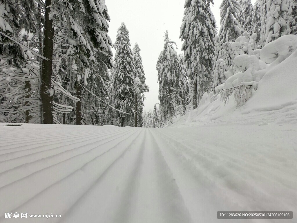 雪覆林间路