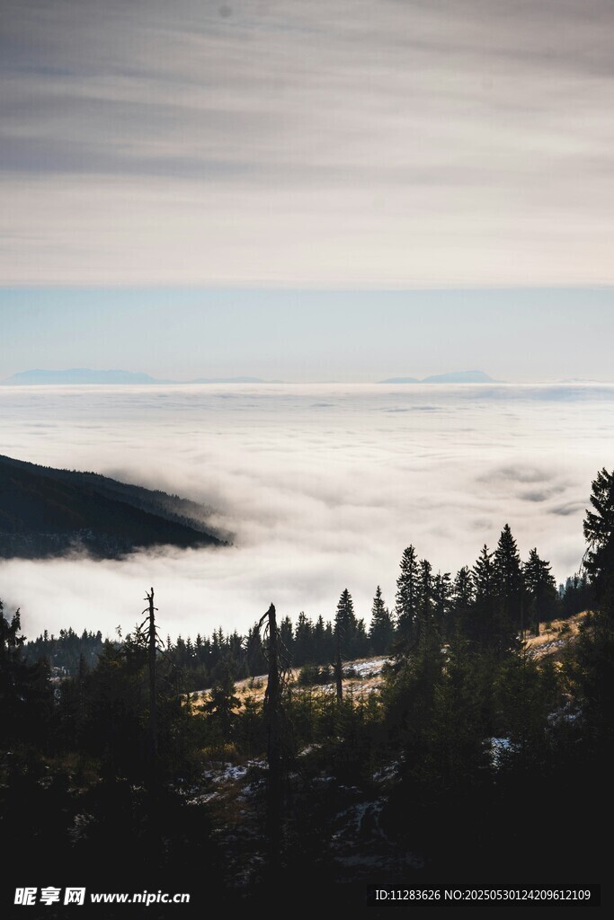 山间云海森林美景