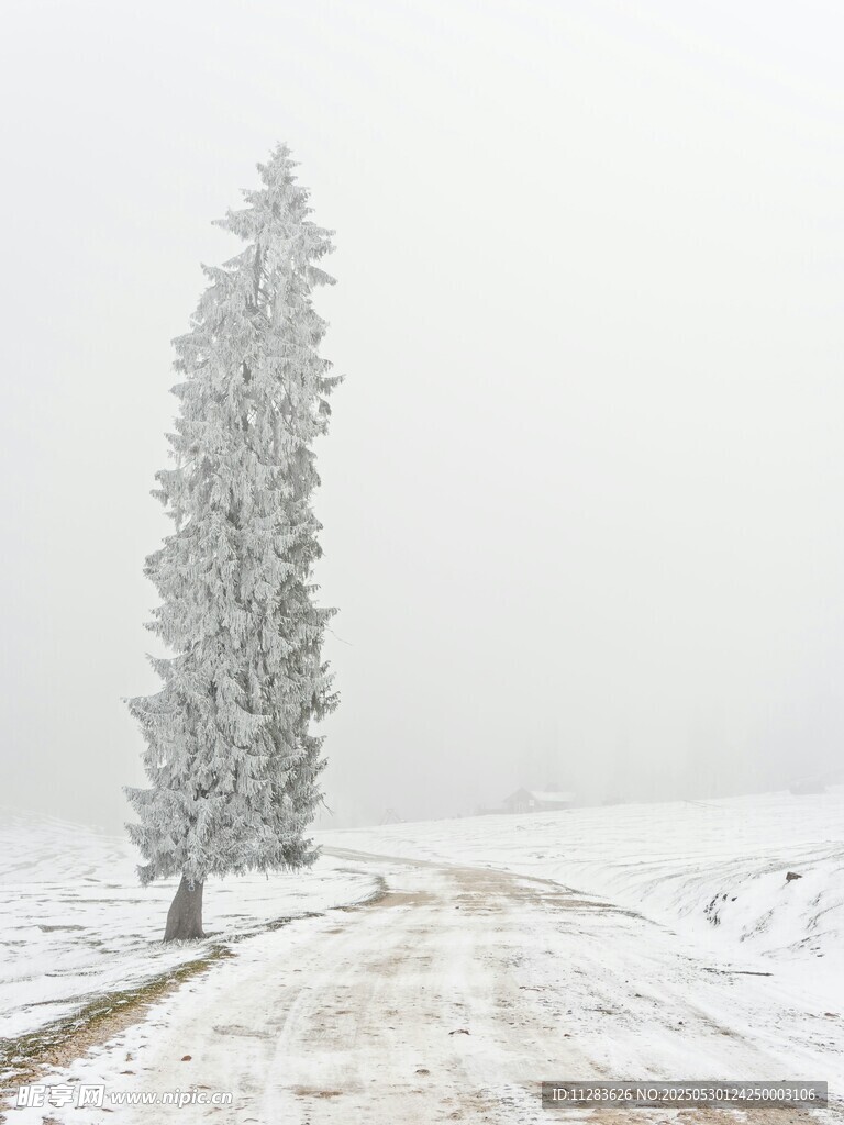雪覆孤树的冬日旷野景象