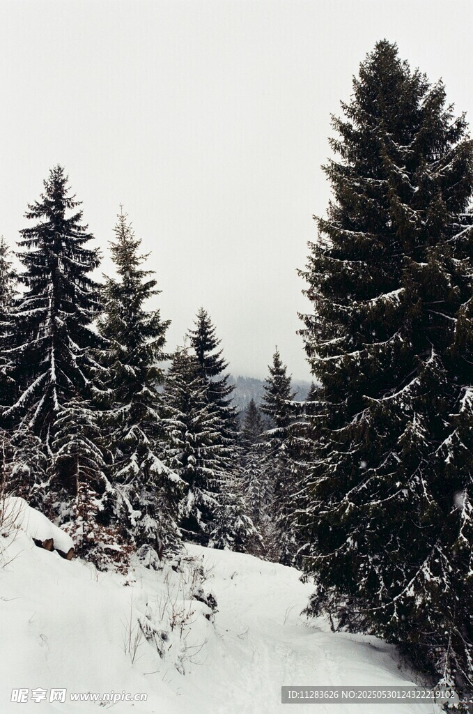 雪覆松林美景