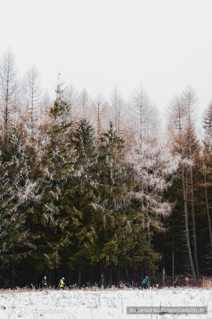 雪覆树林冬日美景