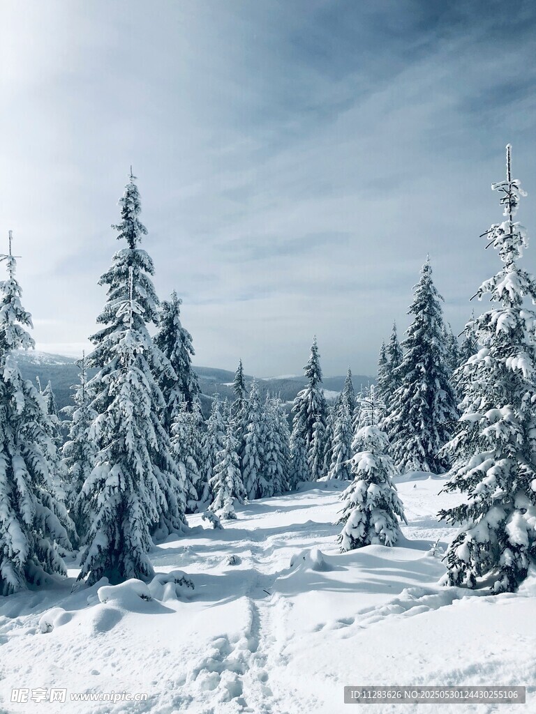 冬日雪景中的挺拔雪松