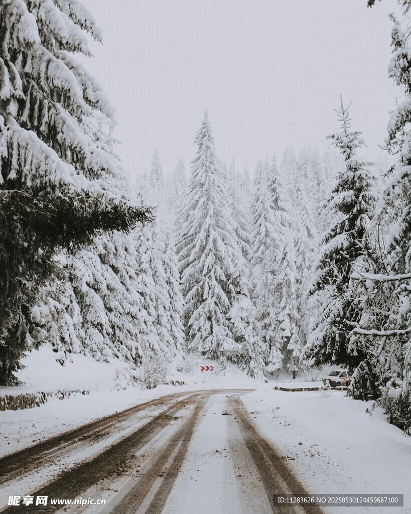 雪覆林间路