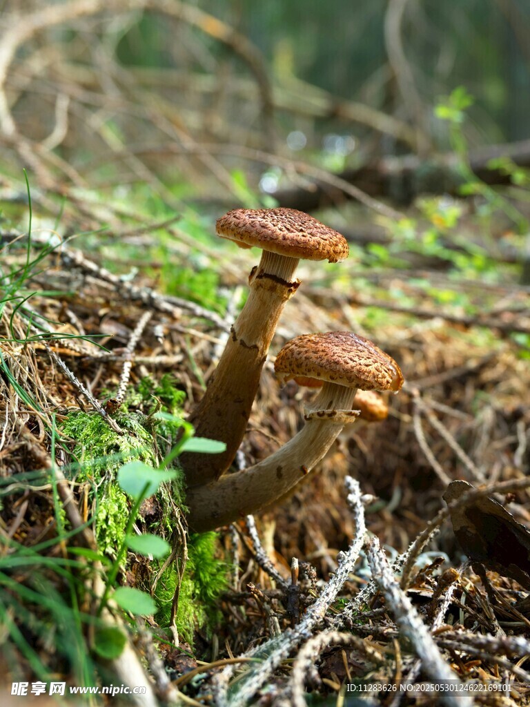 林间棕色蘑菇特写