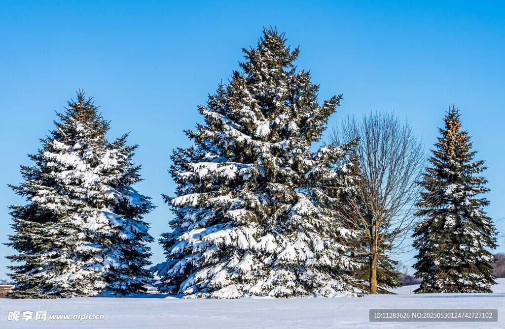 雪覆松树冬日美景