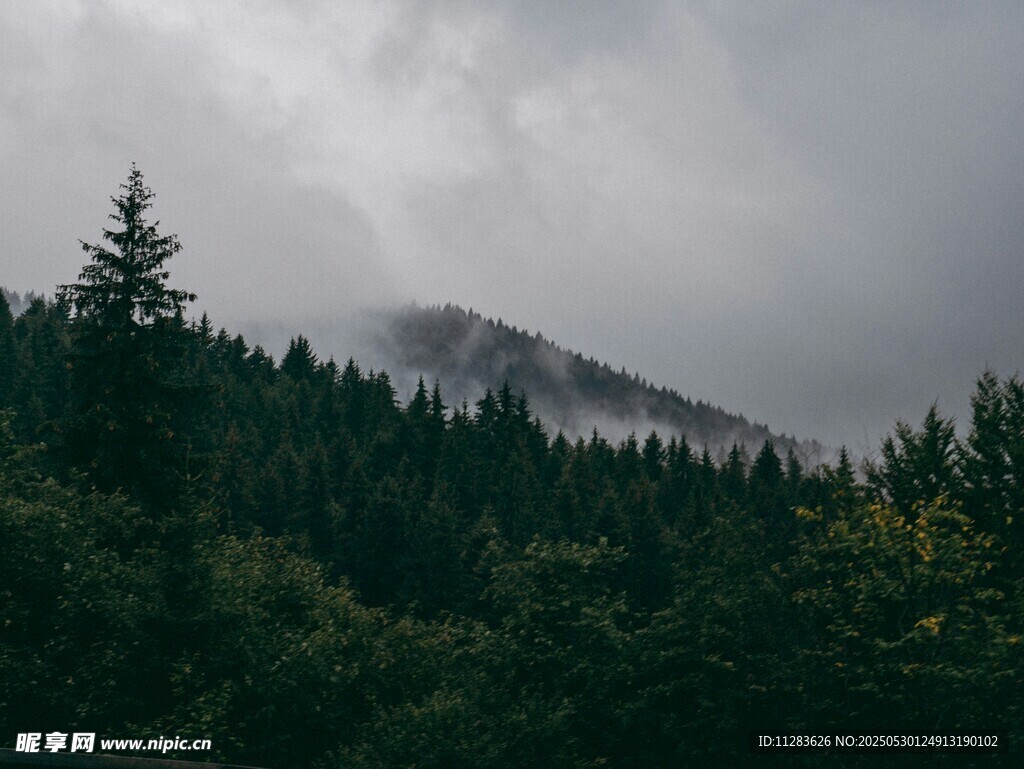 云雾缭绕的山林美景