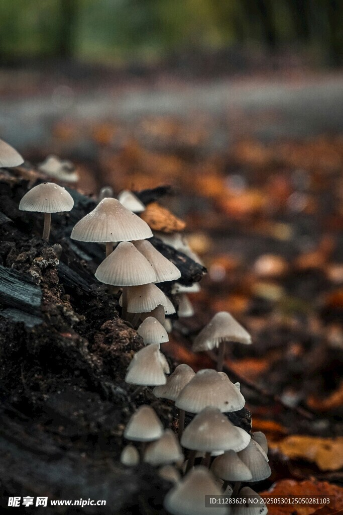 木头上生长的簇簇小蘑菇
