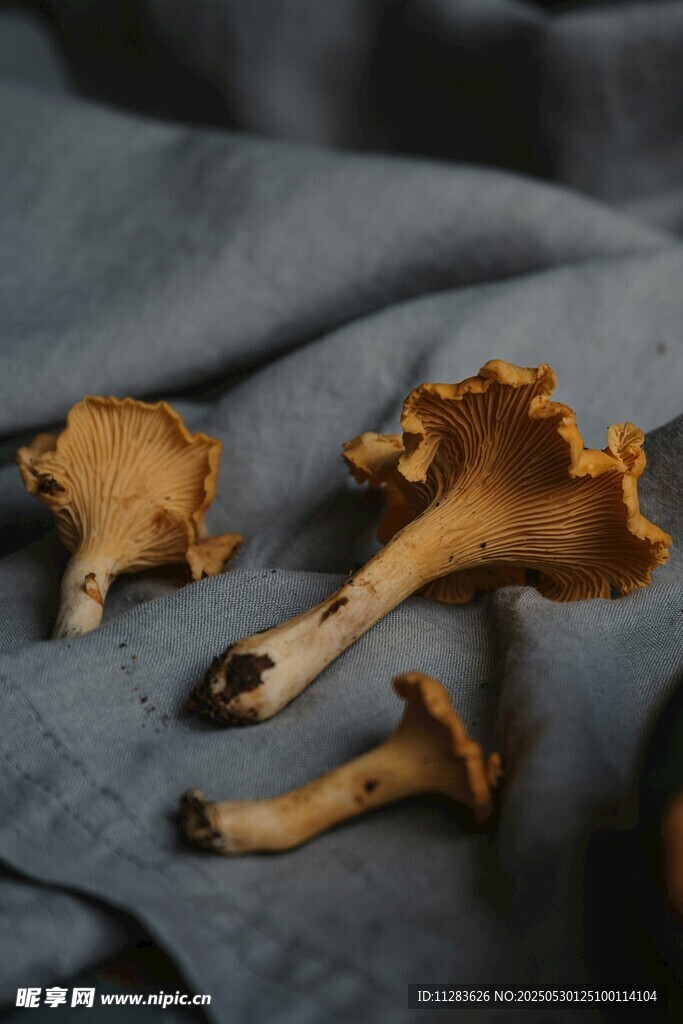 新鲜鸡油菌摆放在蓝布上