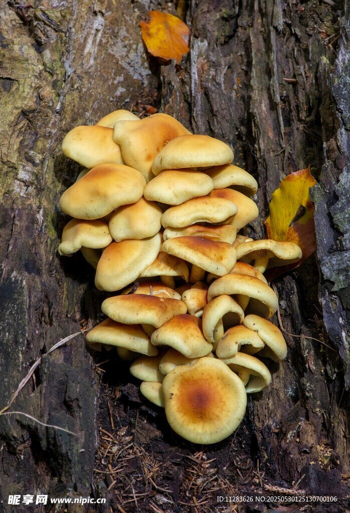 树干上的簇生黄色蘑菇