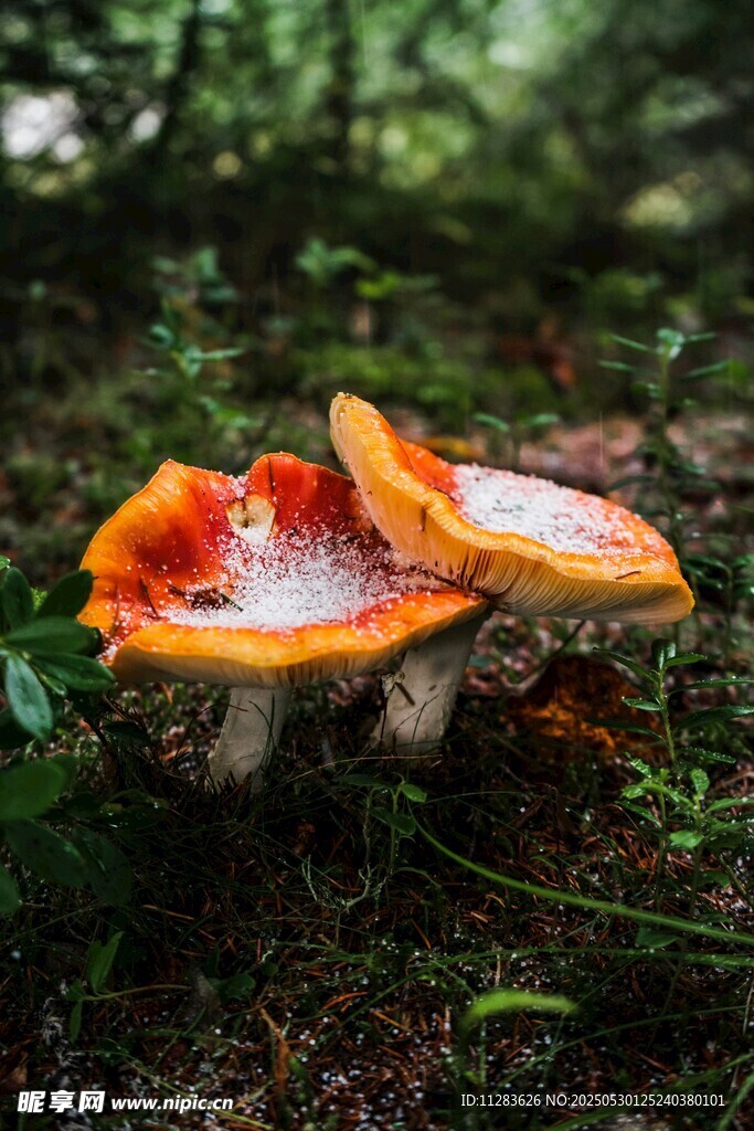 森林中鲜艳的橙红色蘑菇