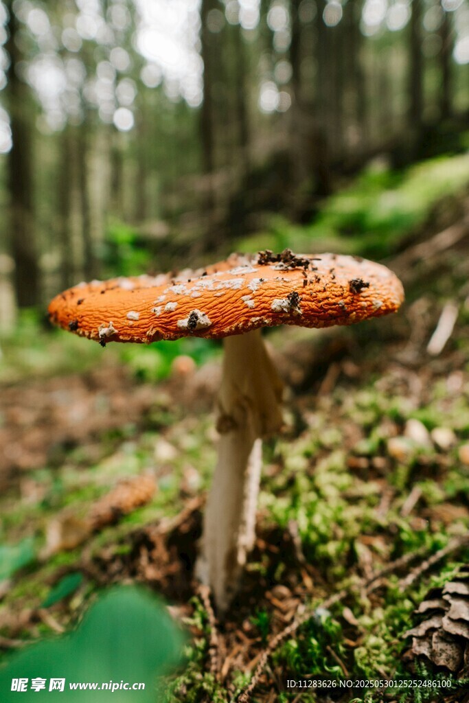 森林中的艳丽蘑菇