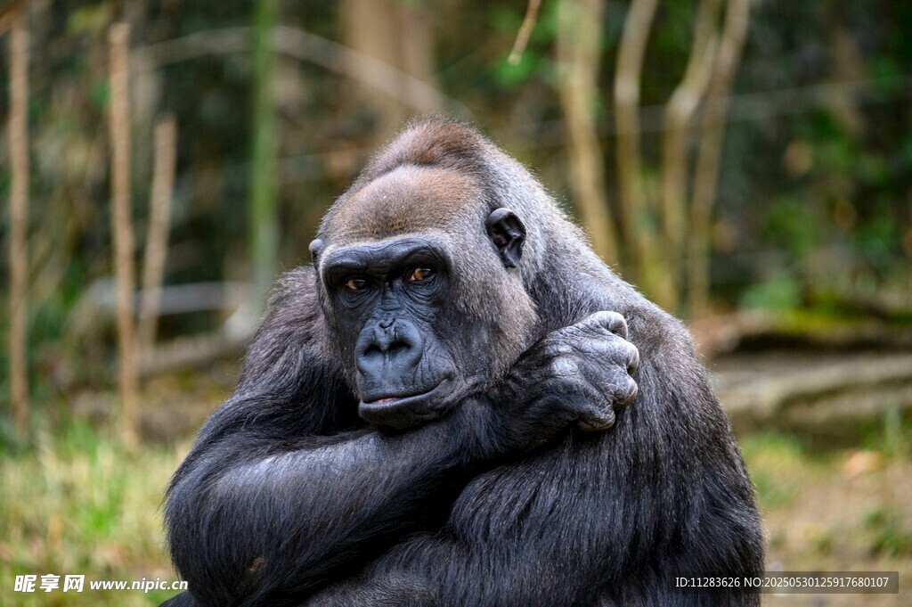 沉思的大猩猩