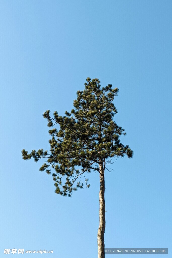 蓝天之下的孤独挺拔松树