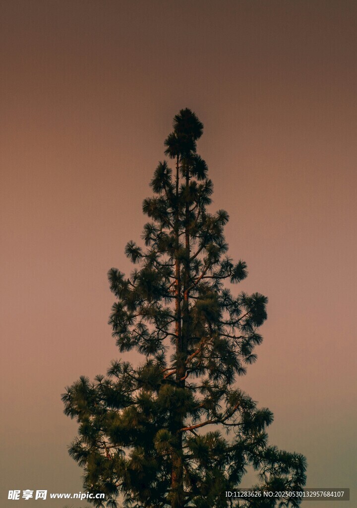 夕阳下的孤树剪影