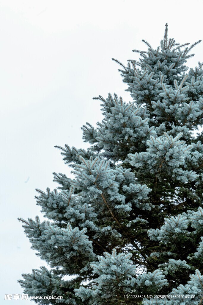 雪覆松树