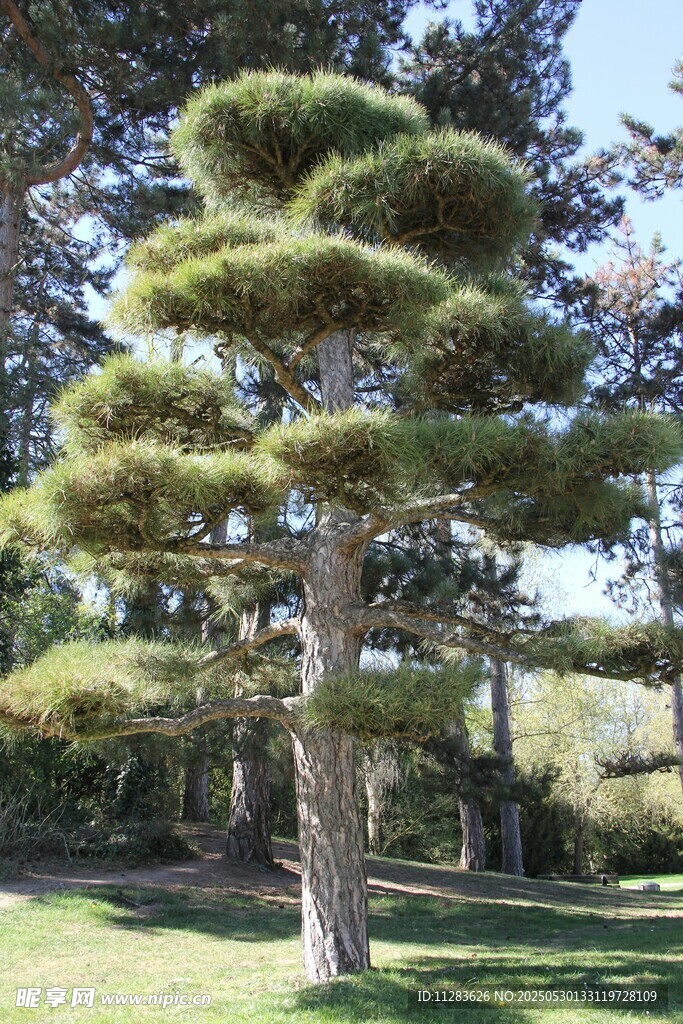 造型独特的景观松树
