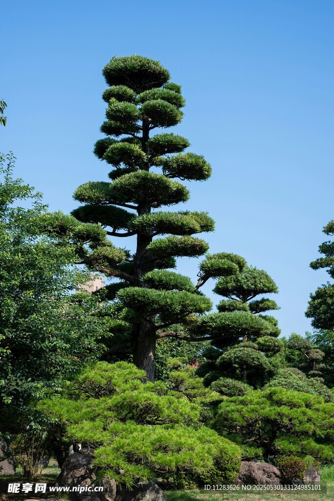 造型独特的层叠式盆景