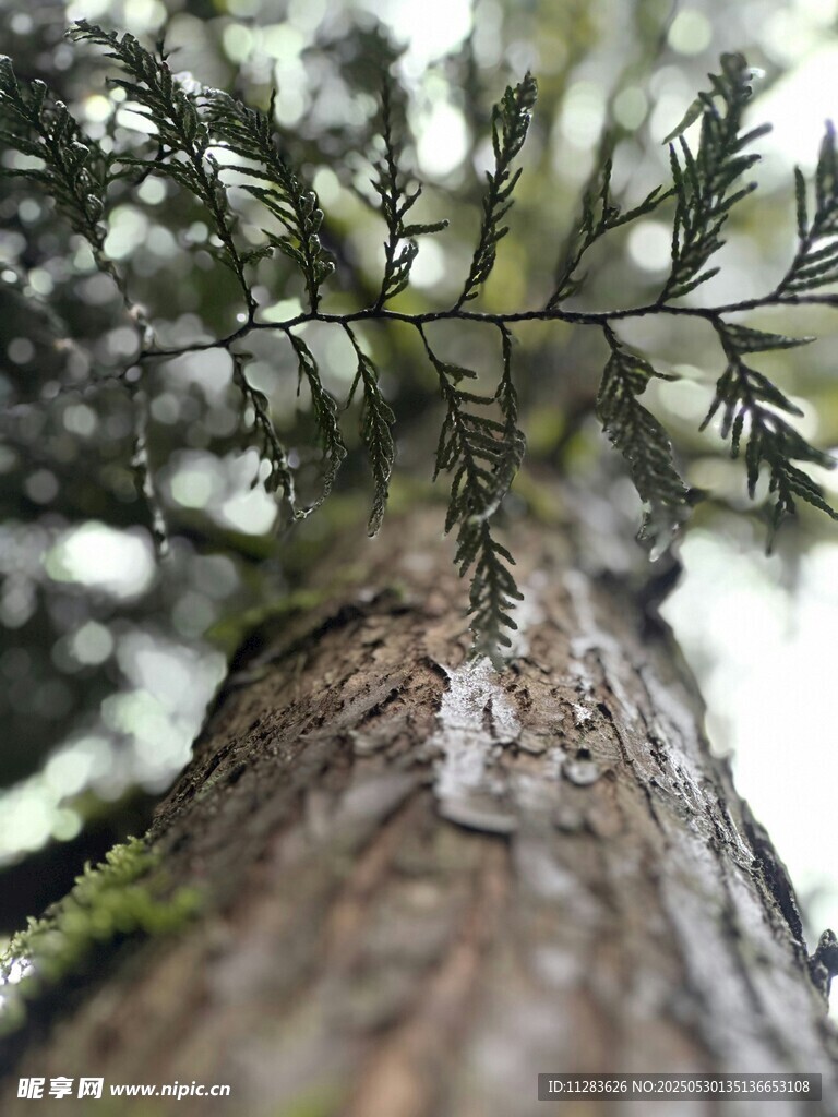 仰视树干上的繁茂枝叶