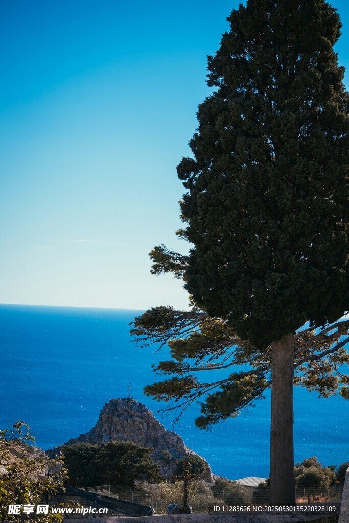 海边孤树美景
