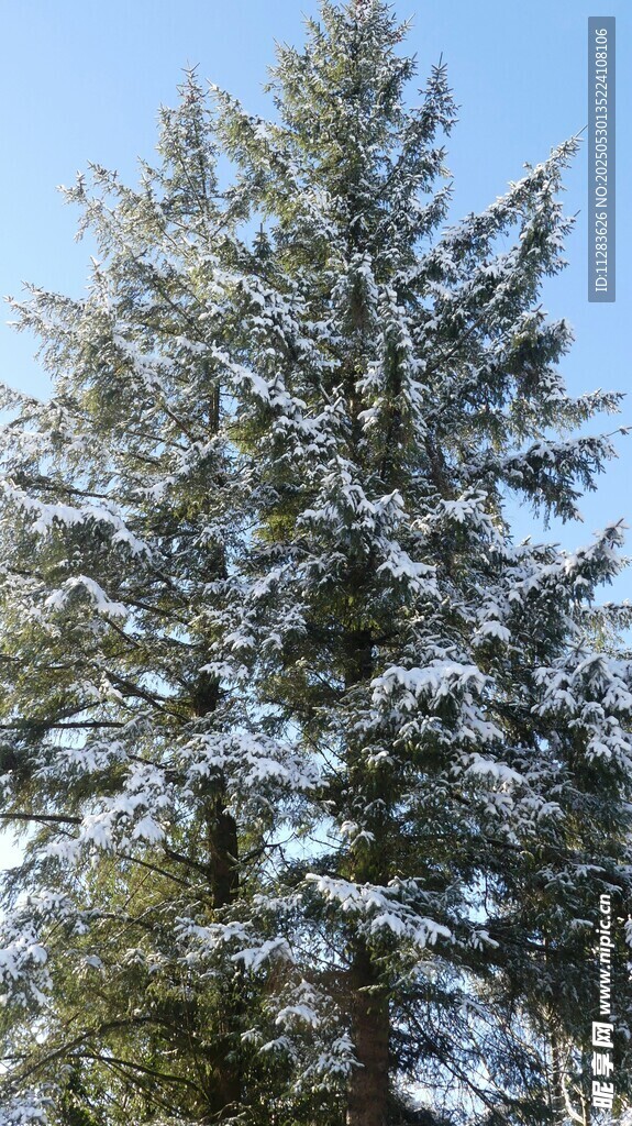 雪覆松树美景