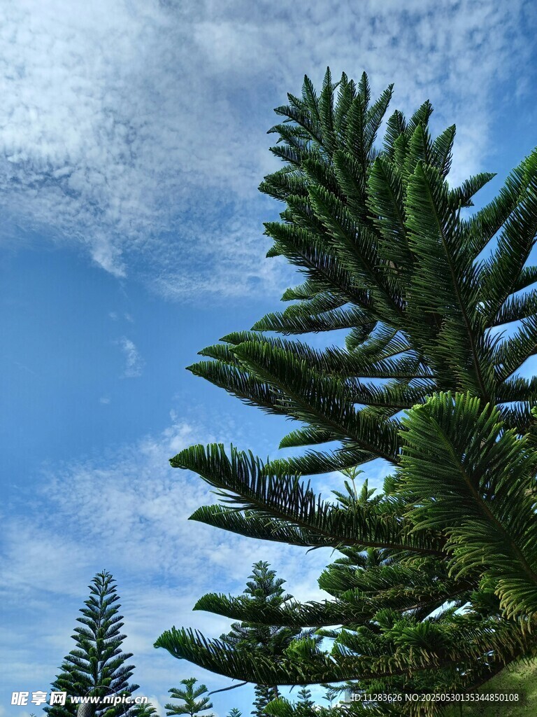 蓝天映衬下的挺拔松树