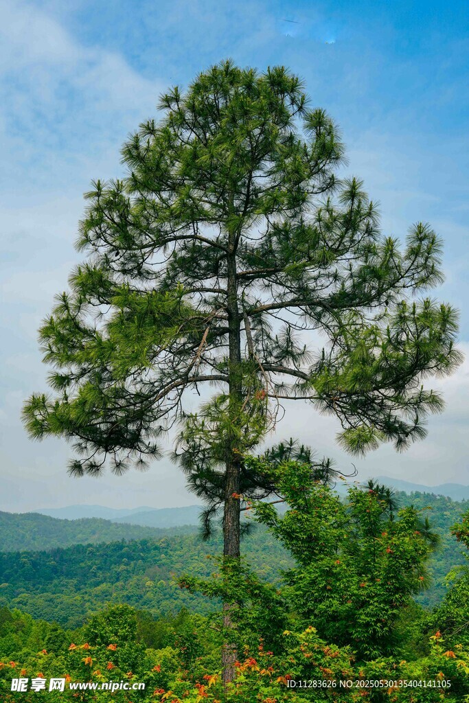 山顶挺拔松树俯瞰绿野