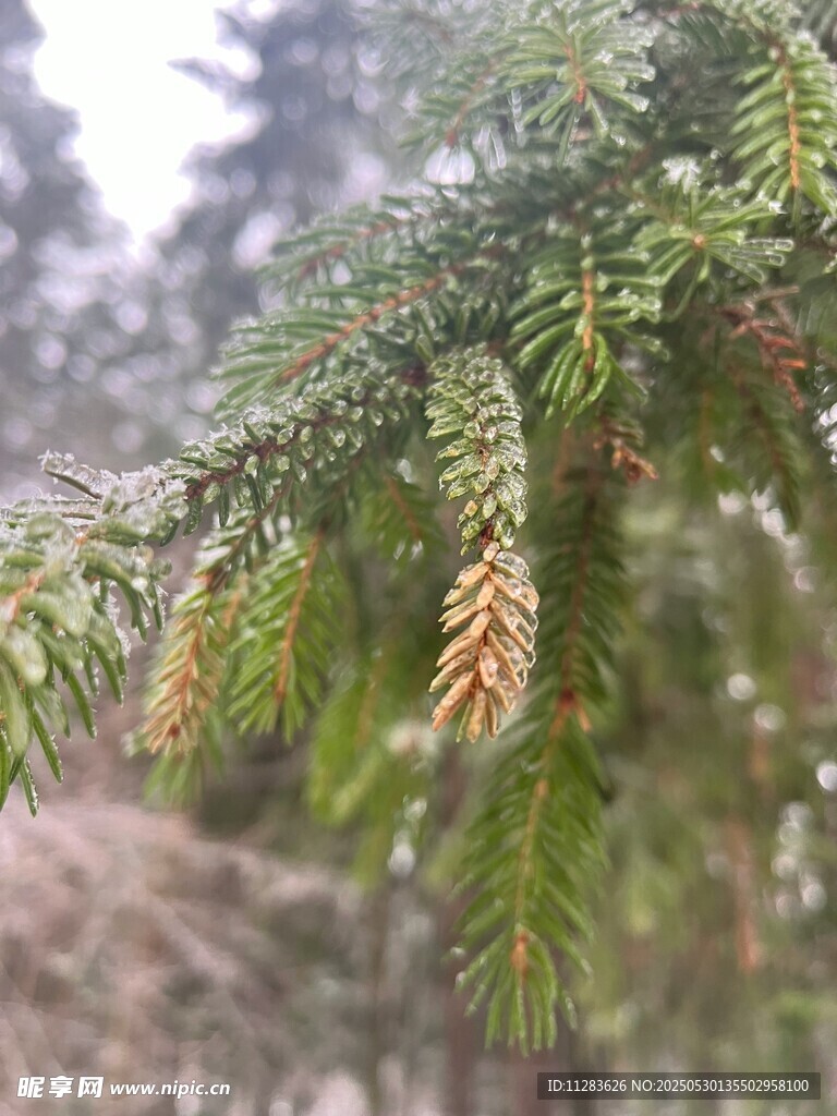雪覆松枝挂松果