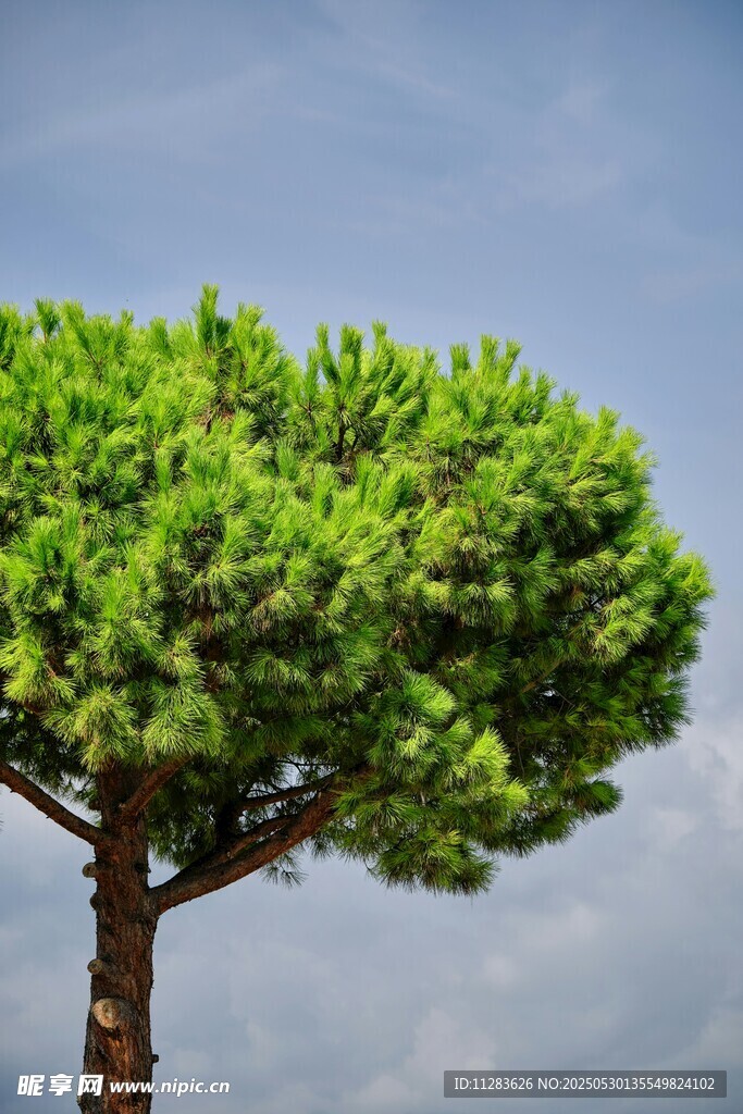 挺拔松树傲立蓝天之下