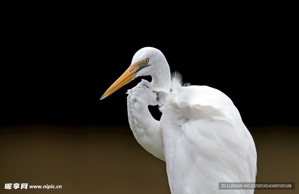 优雅白鹭整理羽毛
