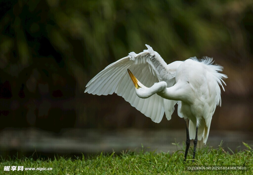 白鹭展翅于绿草地间