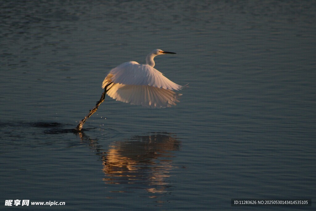 白鹭于水面展翅飞翔