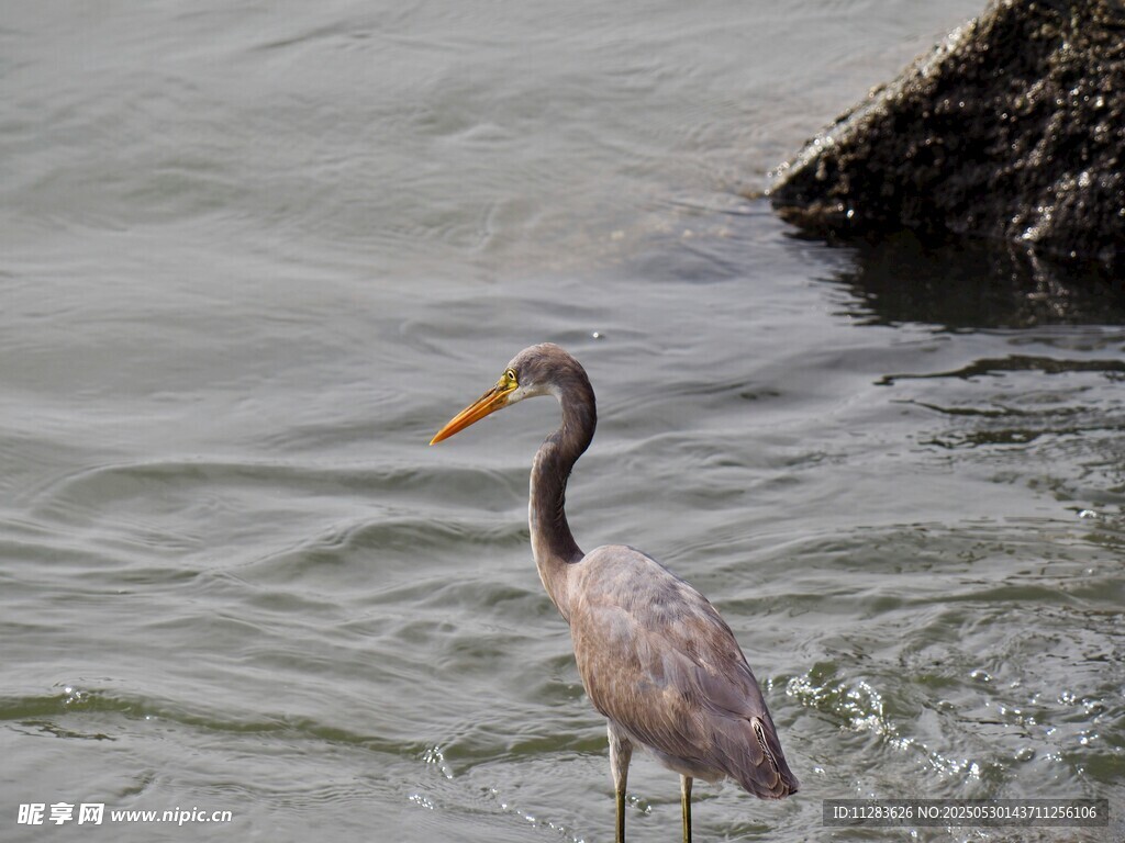 水边伫立的优雅鹭鸟