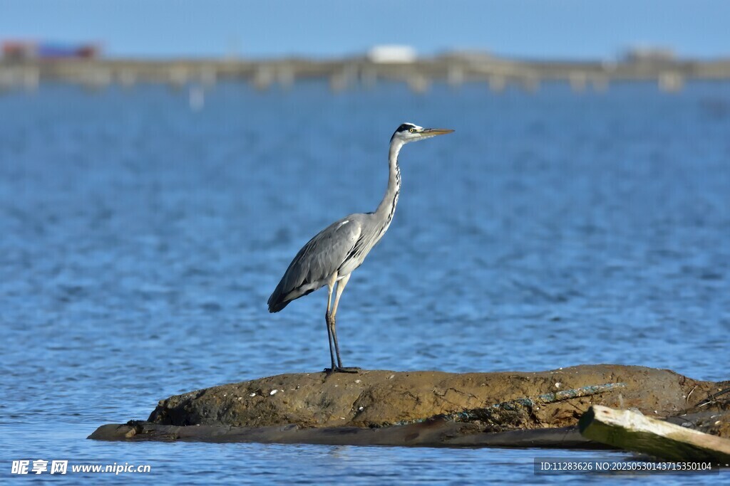 水边伫立的灰鹭