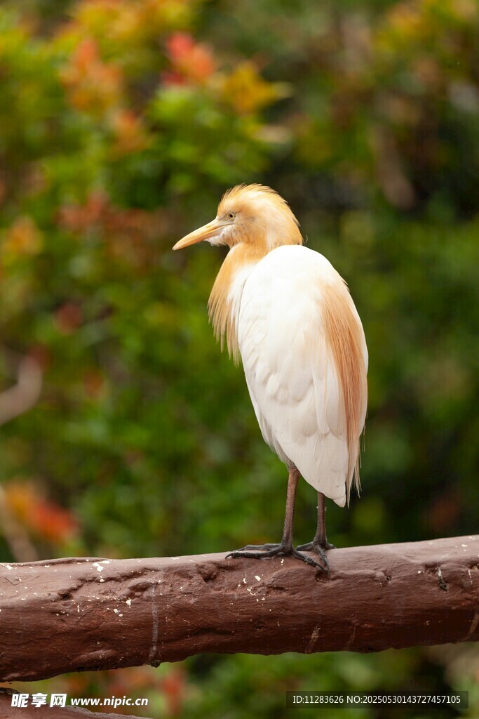 枝头伫立的黄白相间小鸟