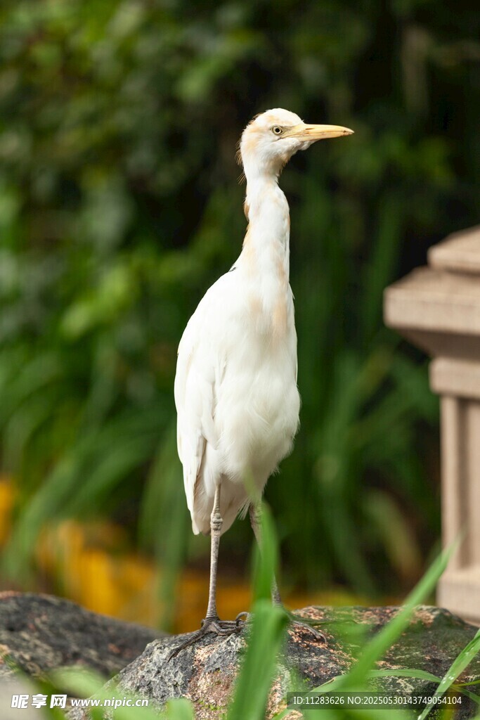 白鹭立于绿植旁