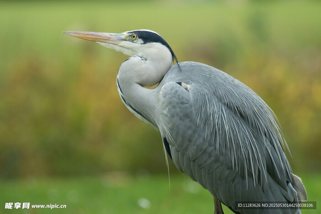 灰鹭站立于绿意背景中