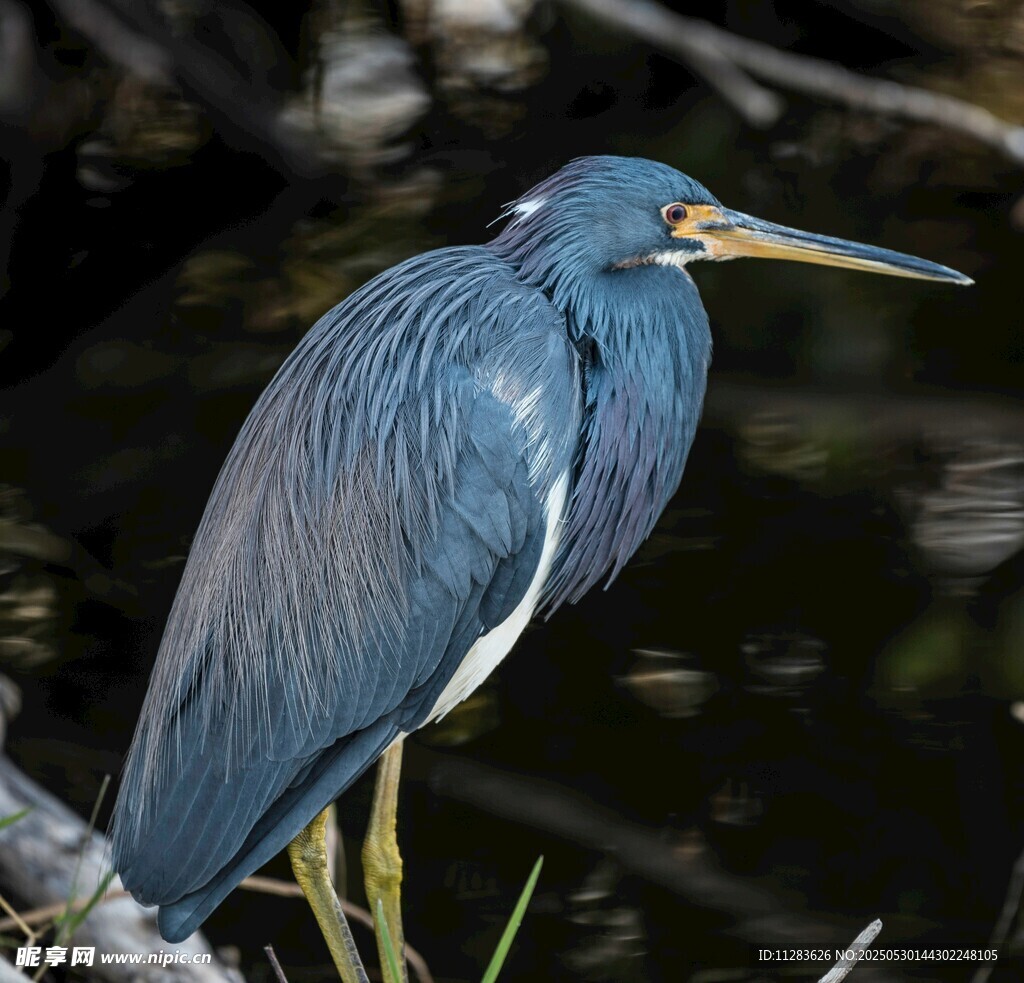水边伫立的三色鹭